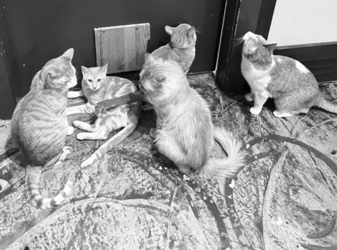 Cats at the Meowtropolitan. (Photo by Ava Meadows)